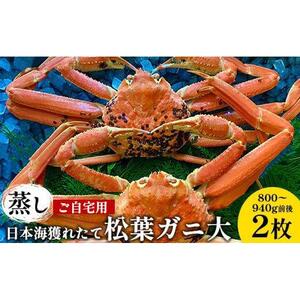 115.【蒸し】訳あり ご自宅用日本海獲れたて松葉ガニ 大　800～940g前後　２枚◇《かに カニ 蟹 ズワイガニ》※2026年11月上旬～2027年3月上旬頃に順次発送予定