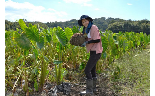 農薬、化学肥料を使わずに育てた根菜セット【里芋・さつまいも・にんじん】各約1kg、合計3kg ※着日指定不可 ※2023年12月上旬頃より順次発送予定