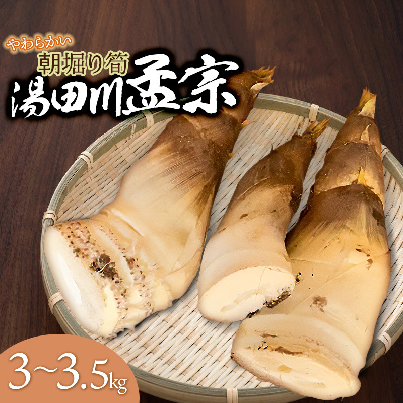 【令和7年産先行予約】庄内の春の味覚　やわらかい朝堀り湯田川孟宗（たけのこ）約3～3.5kg　K-660