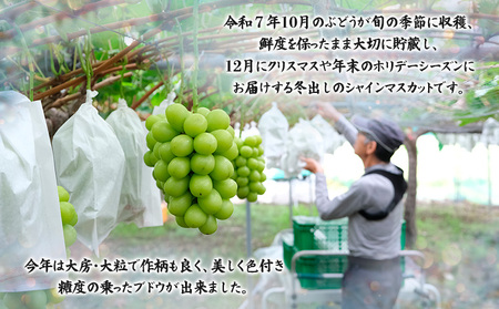 【期間限定】山形市産 冬出し シャインマスカット[12月発送] FY24-308