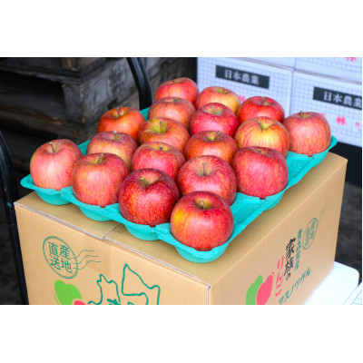 
            ＜25年11月出荷予定＞平均糖度13度以上! サンふじ 約10kg 贈答用【1612828】
          