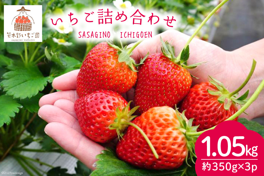 
            【期間限定発送】 果物 いちご 詰め合わせ 350g×3パック [笹木野いちご園 宮崎県 日向市 452060911] フルーツ イチゴ 苺 食べ比べ 朝摘み 朝どれ 新鮮 とちおとめ さがのほか 紅ほっぺ 国産
          