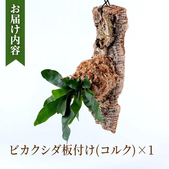 観葉植物 ビカクシダ 板付け (コルク) コウモリラン 観葉植物 シダ植物 【kurk PLANT LEATHER】 i620