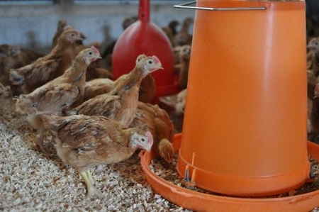 小分けタイプ！熊野地鶏肝セット～１㎏以上～