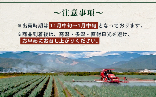 【先行予約】井上農園の白ネギ 「球磨美人」 Mサイズ×40本 【2024年11月中旬より順次発送】 白ネギ 白葱 ネギ 長ネギ 長葱 ねぎ 鍋 薬味 冬野菜 国産 114-0502