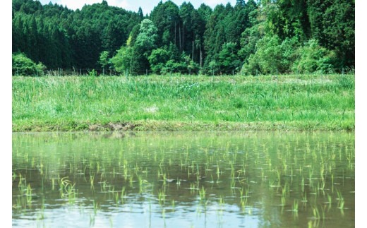 つげゆたか（コシヒカリ）・大和茶セット 奈良県 奈良市 G-70