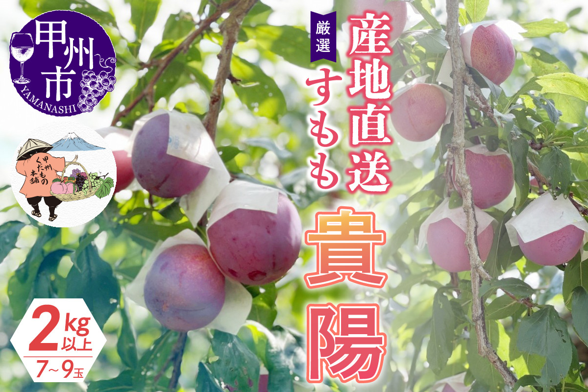 
            厳選！産地直送すもも「貴陽」2kg以上（7～9玉）【2025年発送】（KKH）B15-425 【貴陽 すもも 桃 もも 令和7年発送 期間限定 山梨県産 甲州市 フルーツ 果物】
          