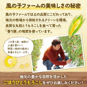 【 予約受付 】 朝どれ トウモロコシ 5本 ごほうびとうもろこし とうもろこし トウキビ 株式会社風の子ファーム 埼玉県 羽生市