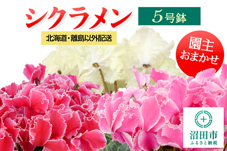 《12月上旬～下旬発送》北海道・離島以外配送 シクラメン5号鉢 園主おまかせ