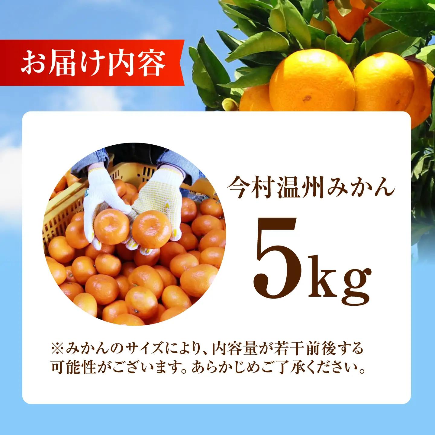 今村温州みかん 5kg みかん 果物 [HCE002]