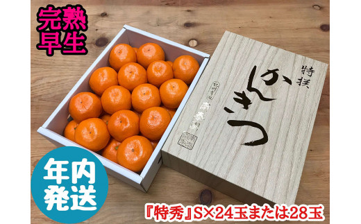 
                  年内発送 完熟早生 有田みかん 化粧小箱 特秀 S サイズ 24玉または28玉入 和歌山 南泰園 みかん
                