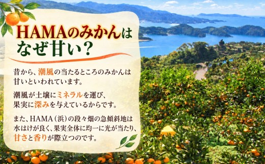 【先行受付】ミネラルを運ぶ潮風に吹かれ甘く育ったみかんを厳選　完熟「HAMAのみかん」　正味約7ｋｇ【39-96】/ みかん ミカン 3kg 5kg 7kg フルーツ 果物  くだもの 柑橘 完熟 産