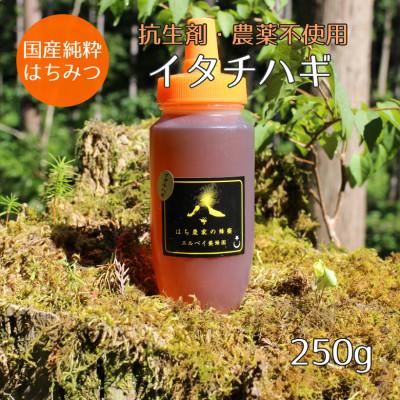 ふるさと納税 大仙市 【秋田県大仙市産】国産純粋はちみつ　『イタチハギの花』　250g×1