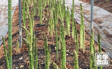 《先行予約》【2024年5月上旬～8月末発送】飛騨産アスパラガス Lサイズ 2kg 岩塚農園 春 夏 野菜 BBQ[Q568] syun70