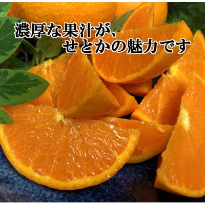 2026年2月発送開始　柑橘の大トロ!「せとか」約4.5キロ限定300個【訳あり品】【C39−52】【1464339】