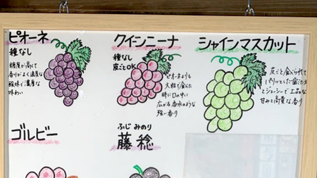 【 先行予約 】 茨城県産【 彩り3種 】シャインマスカット クイーンニーナ ピオーネ 詰め合わせ 種なし 食べ比べ 約1.6kg 各1房 (茨城県共通返礼品 かすみがうら市) 2024年9月中旬発送