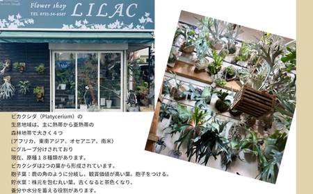 ビカクシダ(コウモリラン)ビフルspホワイトE-1  P. bifur sp.white OC コルク仕立て 観葉植物 コウモリラン インテリアグリーン プランツハンガー 初心者向け