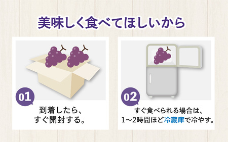 【先行予約】【種なし】【朝採れ】【秀品】上野梨園のナガノパープル 約1kg 農園直送【上野の葡萄】 / ぶどう フルーツ 果物 くだもの 贈答 お土産 種なし 旬 皮ごと食べる ポリフェノール 美容 