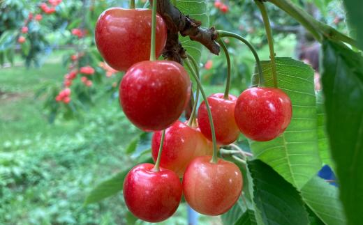 8-011-017　完熟さくらんぼ 南陽（2L）500g【マルゼン佐藤果樹