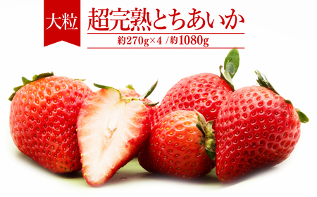 いちご【3月以降発送】朝採れとちあいか 大粒 約270g×4パック 合計 約1080g |イチゴ いちご