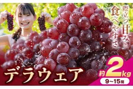 デラウェア 厳選デラウェア約2kg