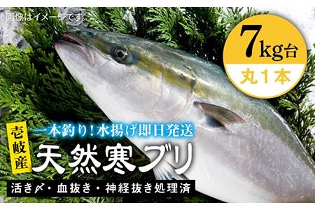 壱岐島産天然寒ブリ（7キロ台・丸もの） 《壱岐市》【壱岐島　玄海屋】[JBS004] ぶり 寒ぶり ブリ 魚 刺身 しゃぶしゃぶ 74000 74000円 のし プレゼント ギフト 冷蔵配送 九州
