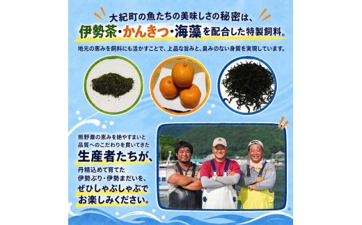 （冷凍）【１月第４週発送】伊勢ぶり 伊勢まだい しゃぶしゃぶ セット 食べ比べ 選べる配送月 約200g ／ 2人前 3人前 鰤 ブリ 真鯛 鯛 タイ ひろめ付 冷凍 年内配送 年末 お取り寄せ 海鮮