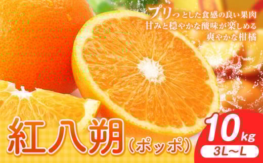 紅八朔（ポッポ）10kg（3L～L）JAわかやま 紀の里地域本部《3月中旬-4月中旬に出荷予定(土日祝除く)》和歌山県 岩出市 産地直送 みかん 八朔 柑橘 果物 フルーツ ビタミンC たっぷり