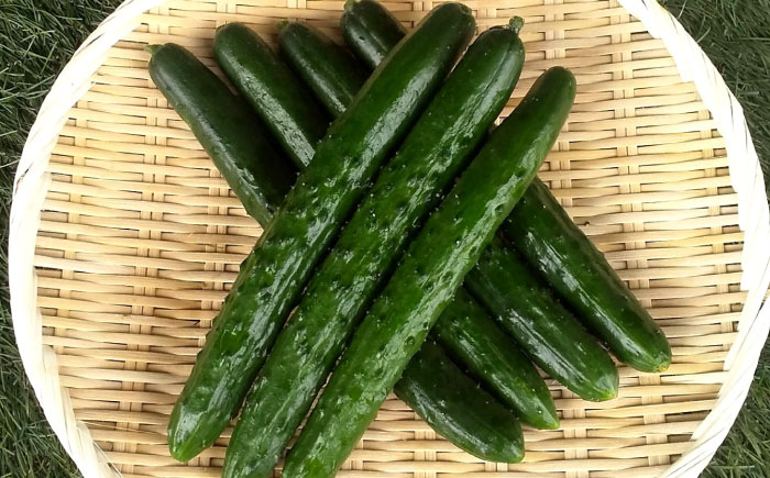 きゅうり キュウリ 胡瓜 野菜 やさい ヤサイ 新鮮 冷蔵