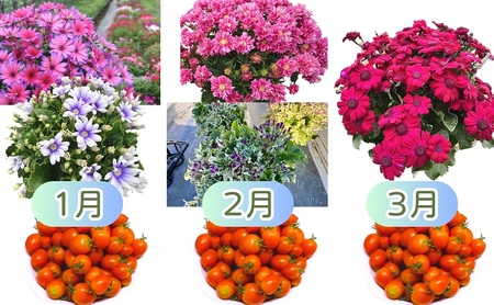 モリヒロ園芸が育てたお花とトマトとシャインマスカットの12ヶ月定期便 植物 果物類 ぶどう フルーツ 野菜 ミニトマト 