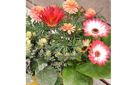 エネルギッシュな花苗セットC
