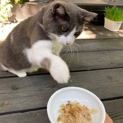 ふるさと納税 指宿市 【ペットフード】猫用かつお節40袋(花けずり)鹿児島県指宿市産鰹節使用(010-277) |  | 03