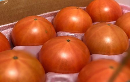 及川農園 フルーツトマト 2箱1.6kg F4G-0345