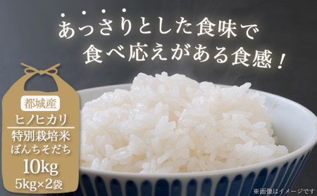 都城産ひのひかり特別栽培米「ぼんちそだち」10kg(5kg×2袋)_22-0403_(都城市) 新鮮 お米 5kg袋×2袋 計10kg ヒノヒカリ