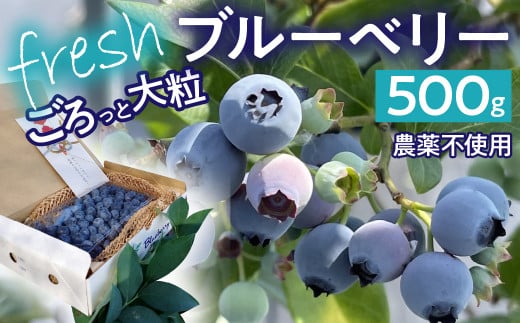 【2026年発送先行予約】南アルプス市産　【農薬不使用】ごろっと大粒フレッシュブルーベリー　500ｇ入り ALPBL002