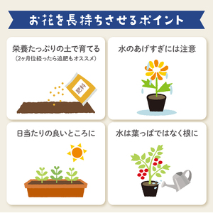 花苗 おすすめ セット 8 - 10 ポット ガーデニング 寄せ植え 季節 お花 贈り物 フラワー ギフト  |    