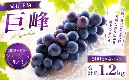 【先行予約】巨峰 300g×4パック 合計約1.2kg ぶどう ブドウ 葡萄 グレープ フルーツ 果物 果実 福岡県 柳川市 国産 2026年8月中旬～8月下旬迄発送予定【巨峰 きょほう キョホウ 葡萄 ぶどう ブドウ 数量限定 フルーツ 果物】