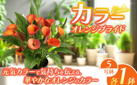 観賞用 花 カラー (5号) オレンジプライド | 栃木県 下野市 