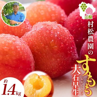 ふるさと納税 笛吹市 農園直送!甘酸っぱくて美味しいスモモ「大石早生」6P 約1.4kg 24〜36玉入 村松農園 山梨県
