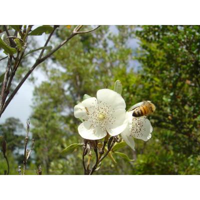 ふるさと納税 高石市 タスマニア　レザーウッド蜂蜜 |  | 02