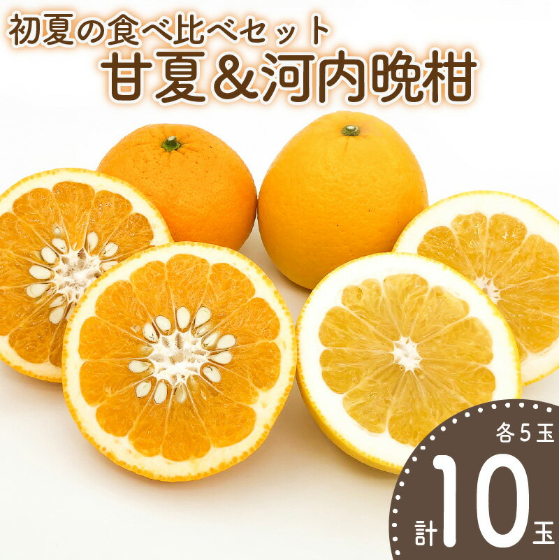 【ふるさと納税】 【先行予約】初夏の食べ比べセット～甘夏&河内晩柑～(各5玉) | 柑橘 かんきつ 甘夏 河内晩柑 フルーツ 果物 期間限定 【2026年4月上旬頃から発送予定】愛媛県 松山市 ココオ Koko'o