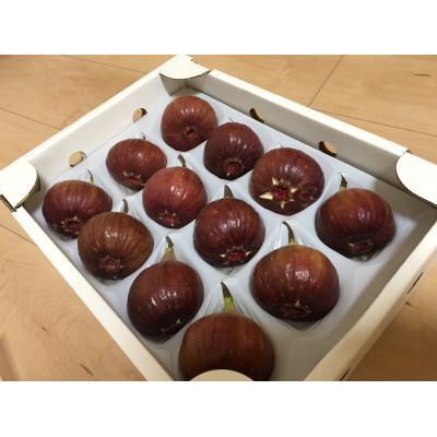 ふるさと納税 城陽市 【2026年8月から10月発送先行予約】京都城陽 森秀吉農園の朝採り完熟いちじく |  | 01