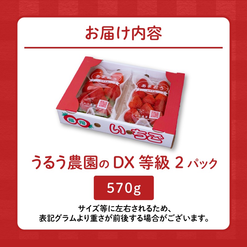 うるう農園のあまおうDX等級 2パック（570g）_いちご あまおう DX等級 2パック 570g 減農薬 有機質肥料 特別栽培 認定農家 うるう農園 福岡県 久留米市 採れたて 農家直送 フルーツ 