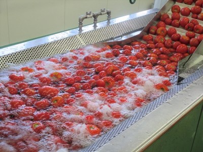 朝もぎ完熟トマトジュース【無塩】あかずきんちゃん 1,000ml×6本【A-08】