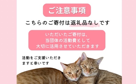 保護猫活動を応援！ 返礼品無し 500,000円（お礼状送付） 保護猫