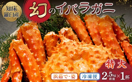 
                  知床イバラがに 姿(特大) いばらがに かに カニ 蟹  羅臼町 北海道産 海産物 生産者 支援 応援
                