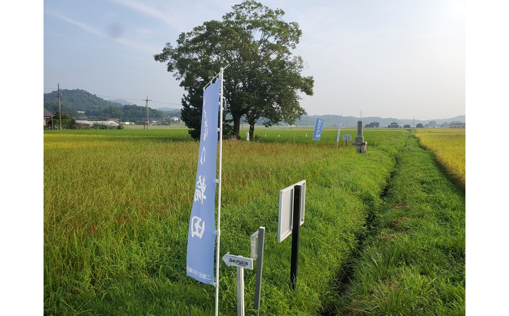 稲作発祥の地。未来へつなぐ「月の輪田・清水戸」の保全と魅力発信に関する活動支援 1口 5,000円【返礼品なし】 京都府 京丹後市 地域応援 地域支援 活動応援 活動支援 京都 丹後 返礼品なし　WK