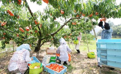 桃 2024年 先行予約 特選 岡山夢白桃 6玉 約1.5kg もも モモ 岡山県産 国産 フルーツ 果物 ギフト