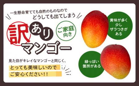 【訳あり】完熟マンゴー 2L×2玉（パック）濃厚 宮崎 果物 フルーツ 贈答 ギフト 甘い 先行受付 送料無料【JA綾町】_A0114-1101