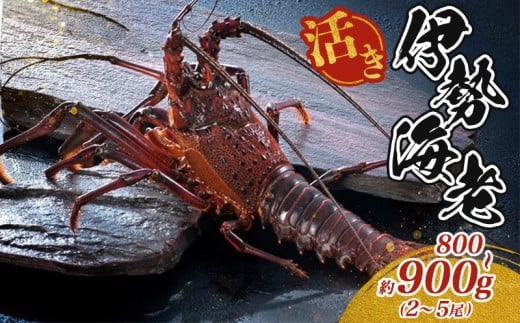 最高級 活き 伊勢海老 約800～900g 2～5尾 Bコース 伊勢えび 産地直送 天然 国産 海鮮 新鮮 刺し身 味噌 焼き物 ギフト 贈答 えび 海老 ebi いせえび 高級食材 お歳暮 お正月 年末年始 三重県 南伊勢 伊勢 志摩 45000円 四万五千円